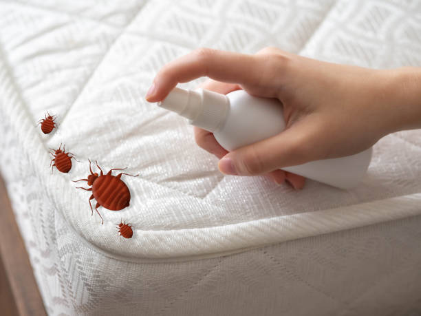 Professional Pest Control in Terryville, NY